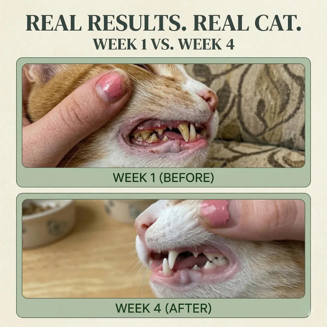 Meow Mouth