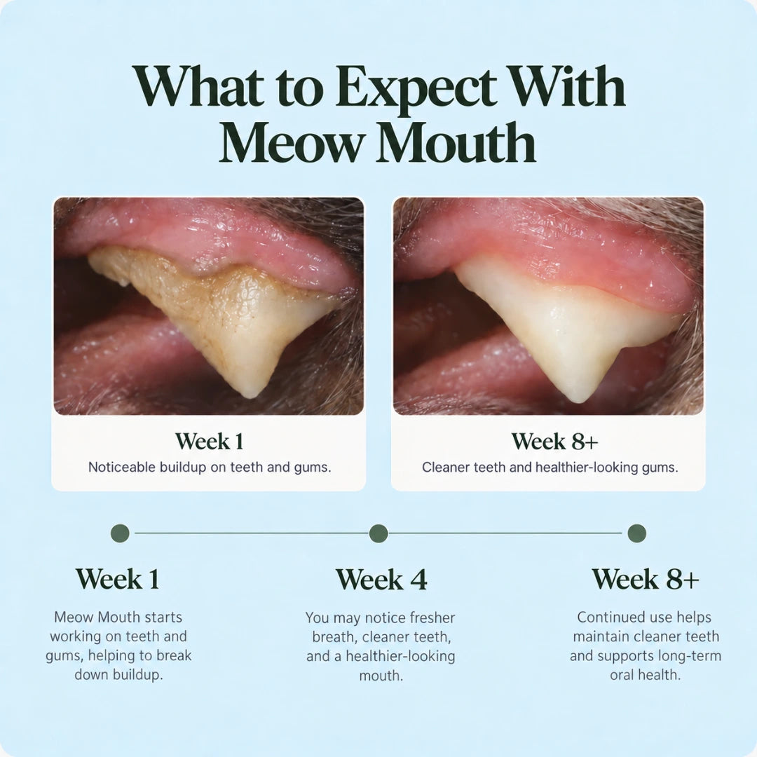 Meow Mouth