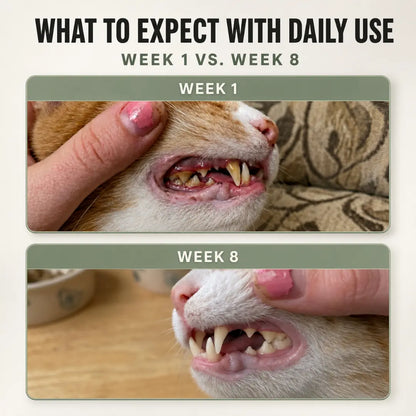 Meow Mouth