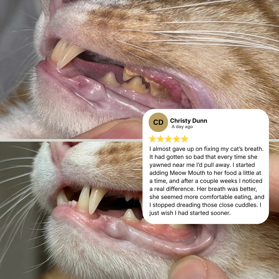 Meow Mouth